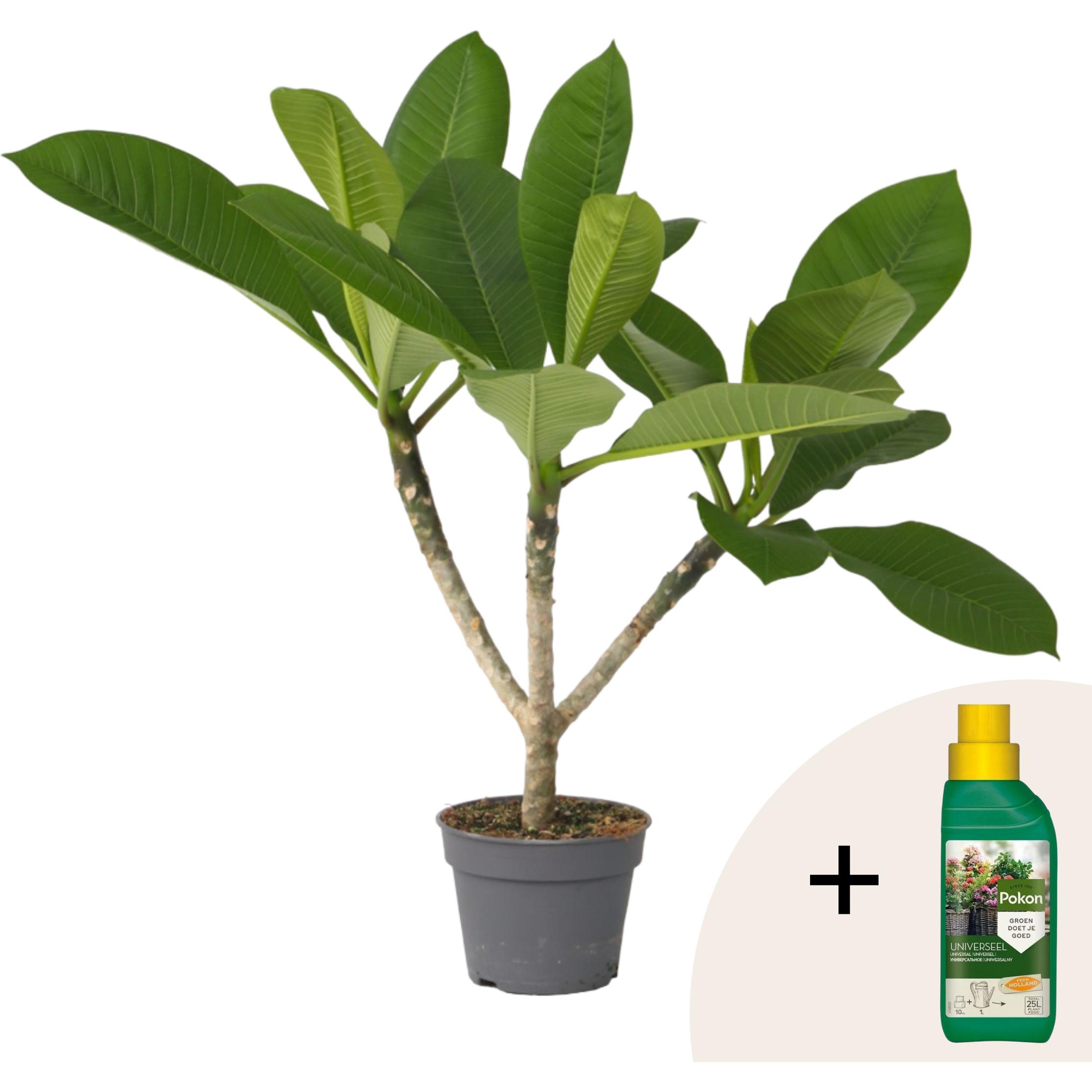 Plant in a Box, Pflanzen, Plumeria rubra - Hawaii pflanze (45 cm)