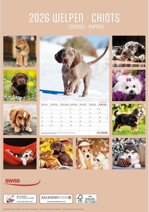Produktbild Bildkalender Welpen 2026 (23.7 x 34 cm)
