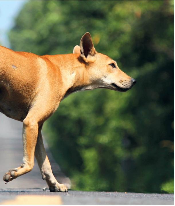 Produktbild Mein Hund hat Angst (Deutsch, Udo Ganslosser, Petra Krivy, 2024)