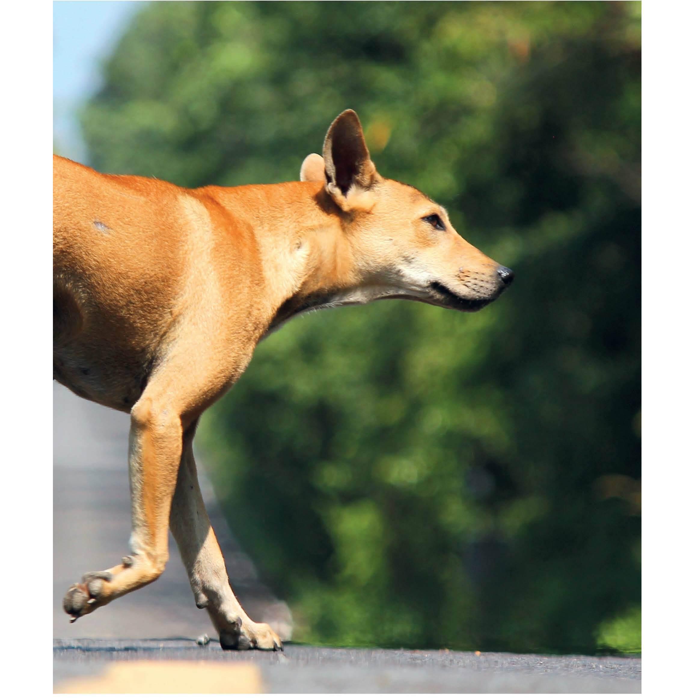 Thumbnail - Mein Hund hat Angst, Ratgeber von Petra Krivy, Udo Ganslosser