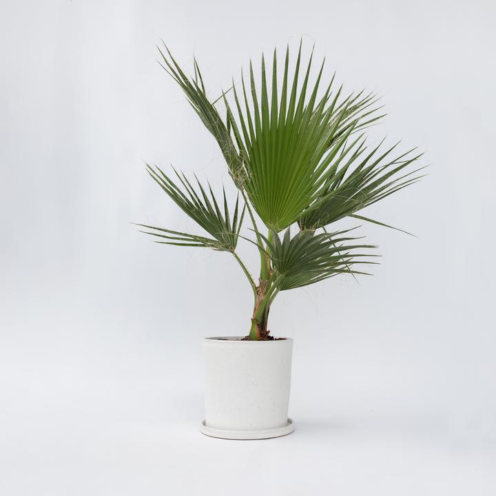 Produktbild Plant in a Box Washingtonia Robusta - Mexikanische Fächerpalme (70 cm)