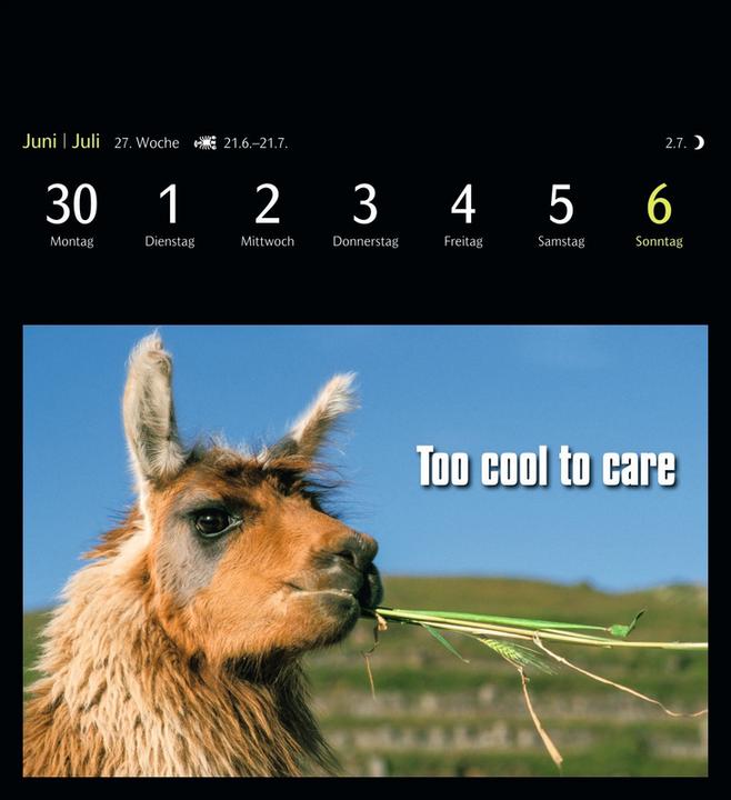 Produktbild Harenberg Animal Memes Postkartenkalender 2025 - 53 tierisch witzige Postkarten (16 x 17.5 cm, Kein Einband, Englisch, Deutsch)