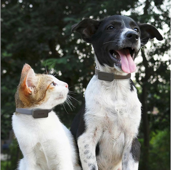 Image du produit Invoxia Pet GPS Tracker (Chien, Chat, Général)