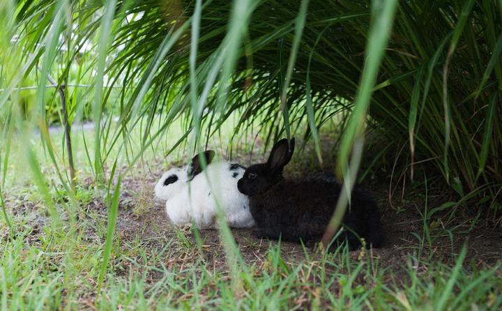 Produktbild Rokinon 35mm F1.4 AS UMC Wide Angle Cine Lens for Sony E-Mount (NEX) (RK35M-E) (Sony E, APS-C / DX)