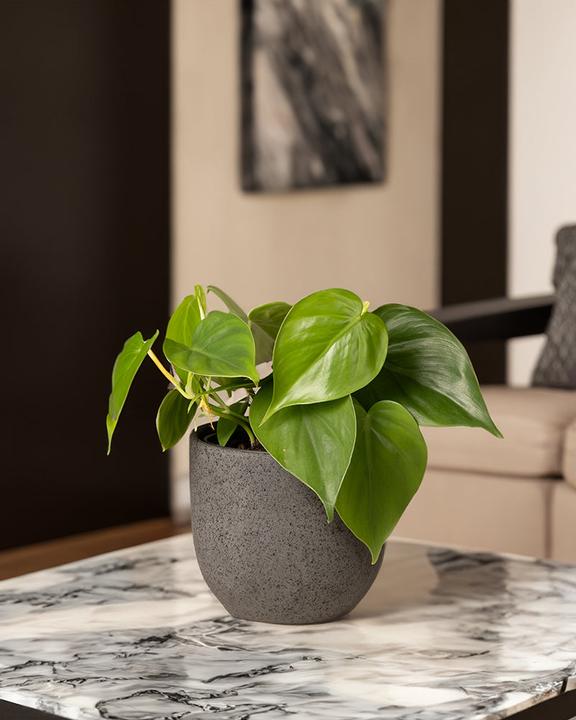 Image du produit feey Philodendron scandens (10 cm, Fraîchement rempotés)