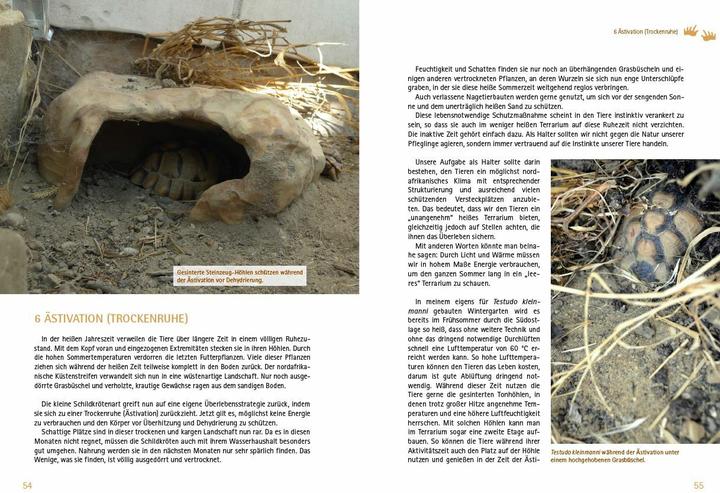 Actual product image Testudo kleinmanni (German, Christine Dworschak, 2018)