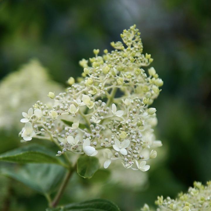 Actual product image Plant in a Box Hydrangea paniculata "Bobo" - Hydrangea (25 cm)