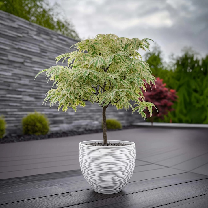Produktbild Plant in a Box Acer palmatum 'Ukigumo' - 2er Set Japanischer Ahorn (50 cm)