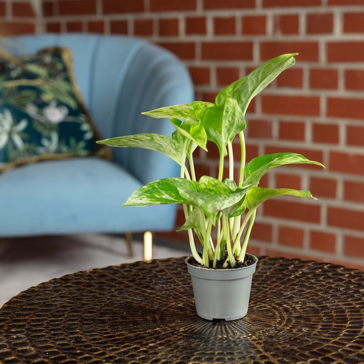 Produktbild Flowerbox Efeutute - Epipremnum Pinnatum 'Marble Queen' (15 cm)