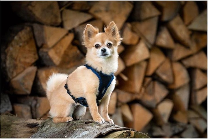 Produktbild Grossenbacher Welpengeschirr Puppy FunRun Vario (M, Hund, Spazieren)