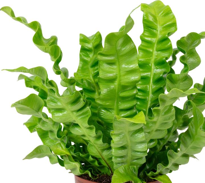 Produktbild Flowerbox Nestfarn - Asplenium nidus 'Crispy Wave' (25 cm)