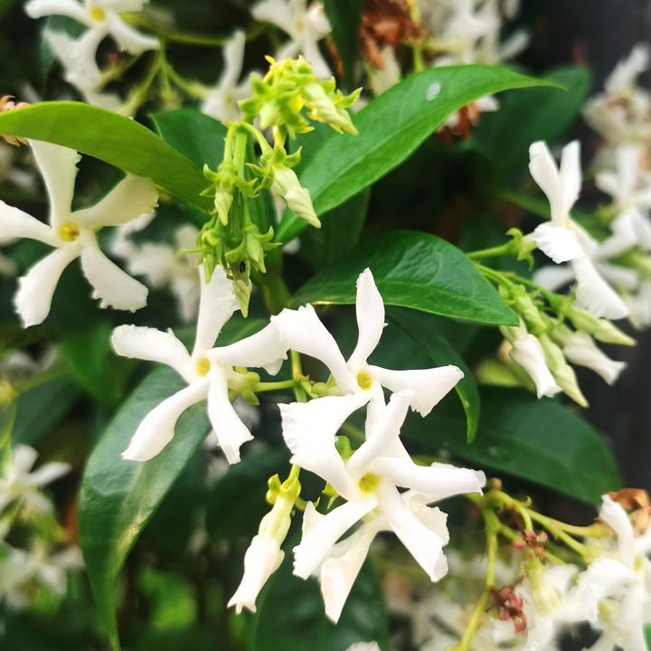 Actual product image Plant in a Box Trachelospermum jasminoides - set of 2 star jasmine (120 cm)