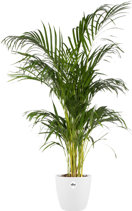 Produktbild Elho Brussels (16 cm)