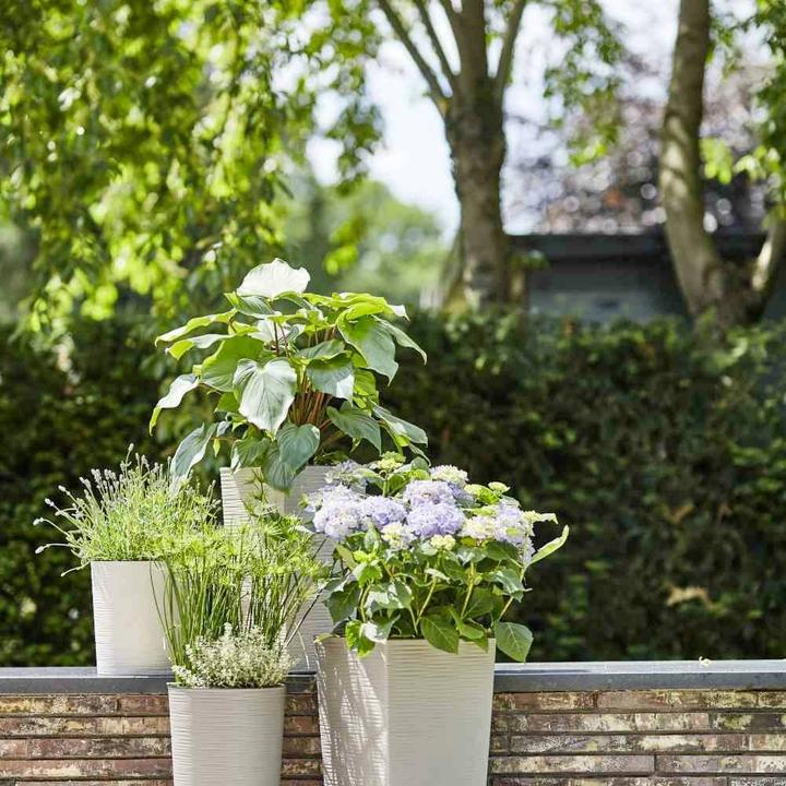Actual product image Siena Garden ECO Nizza (25 cm)