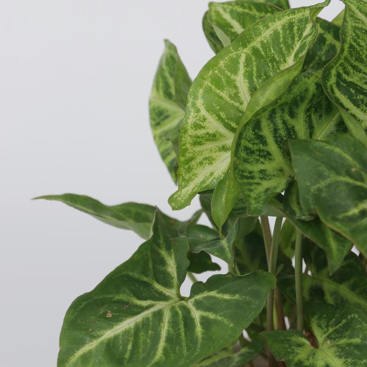 Actual product image Plant in a Box Syngonium podophyllum 'Pixie' - (25 cm)