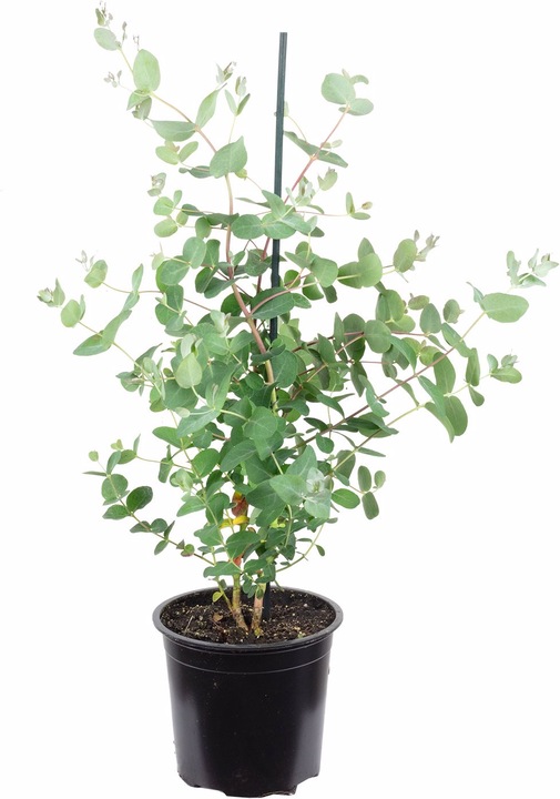 Produktbild Flowerbox Eukalyptus - Eucalyptus gunnii (40 cm)