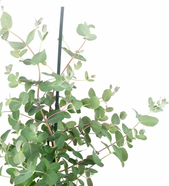 Produktbild Flowerbox Eukalyptus - Eucalyptus gunnii (40 cm)