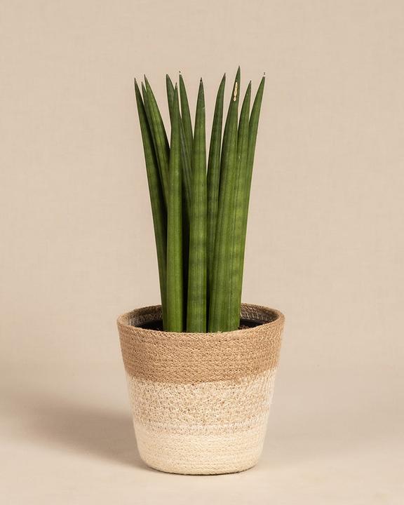 Actual product image feey Straight (25 cm, Freshly repotted)