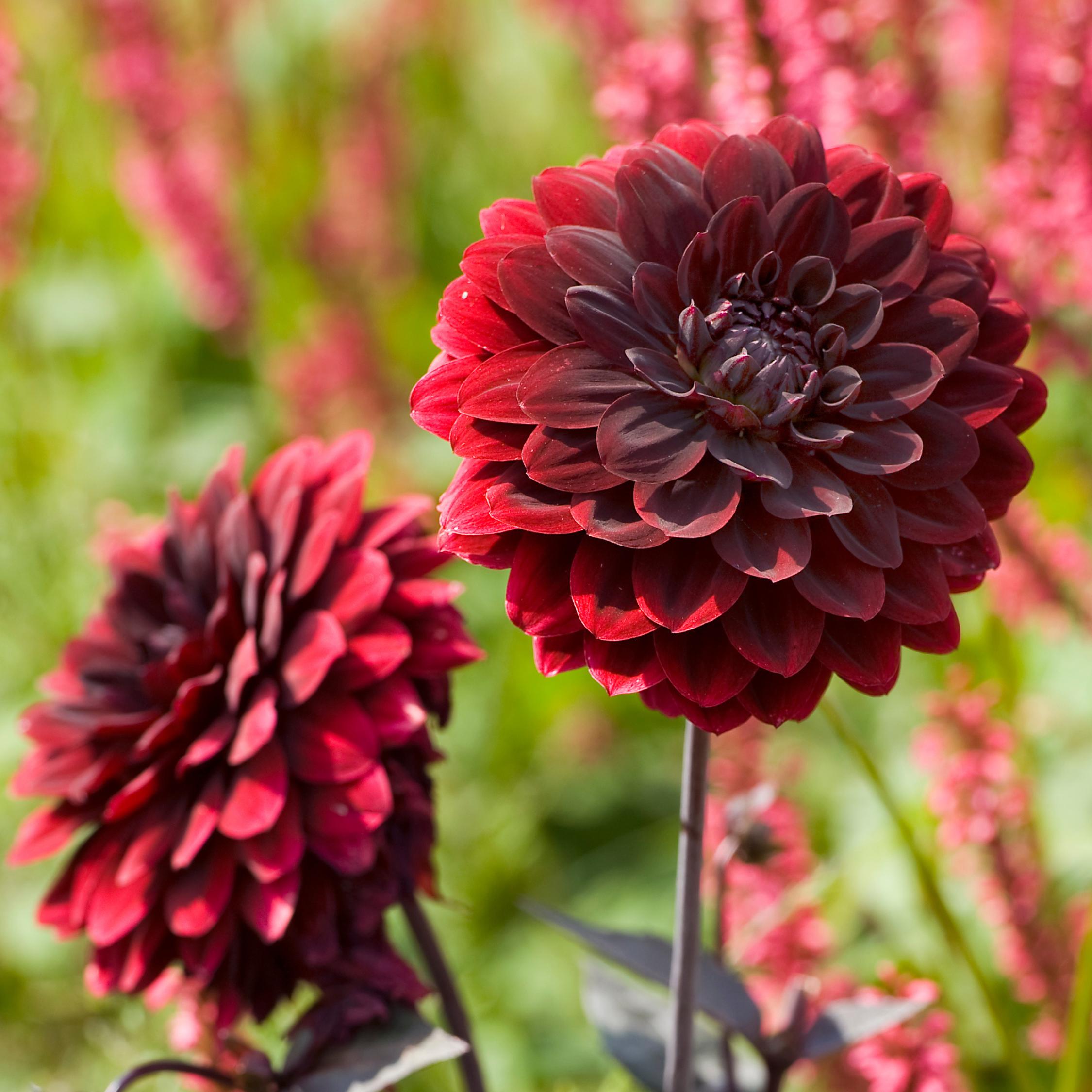Thumbnail - Plant in a Box, Pflanzen, Dahlia 'Arabian Night' - (3 cm)