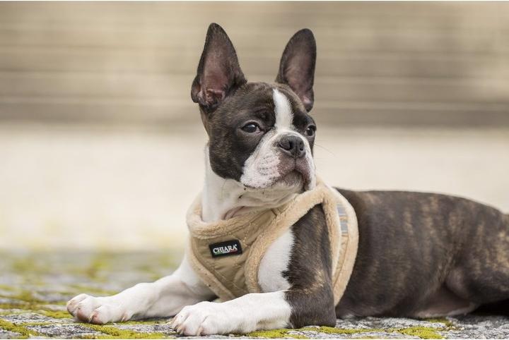 Actual product image Chiara Soft (Dog coat)