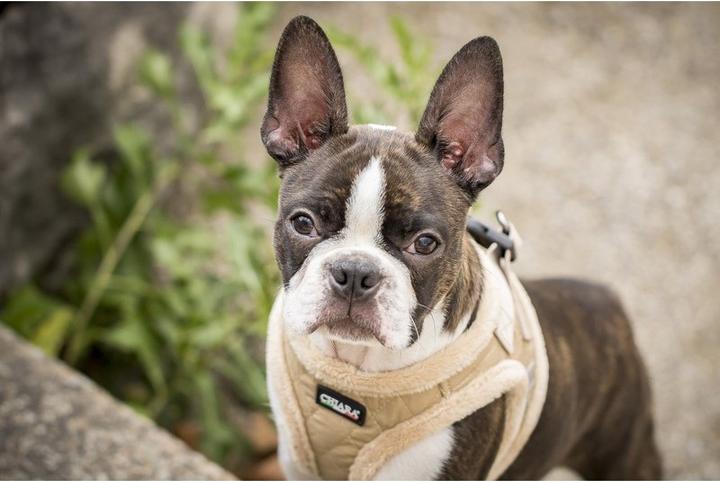 Actual product image Chiara Soft (Dog coat)