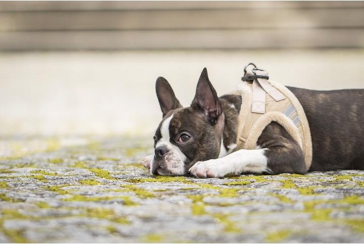 Actual product image Chiara Soft (Dog coat)