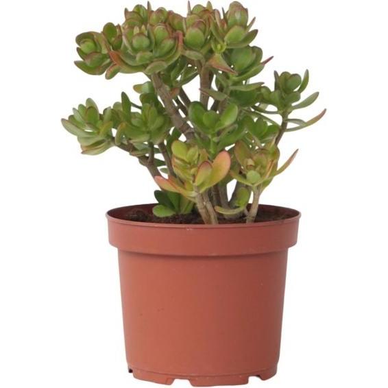 Plant in a Box, Pflanzen, Crassula ovata Minor - Jadepflanze (45 cm)