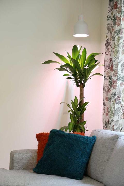 Actual product image Venso grow light (LED, 240 V)