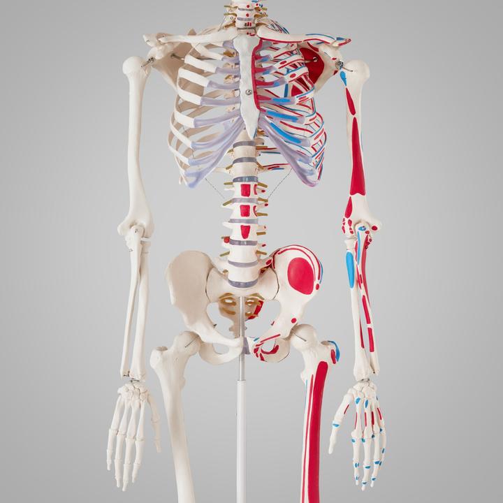 Immagine prodotto tectake Anatomia scheletrica