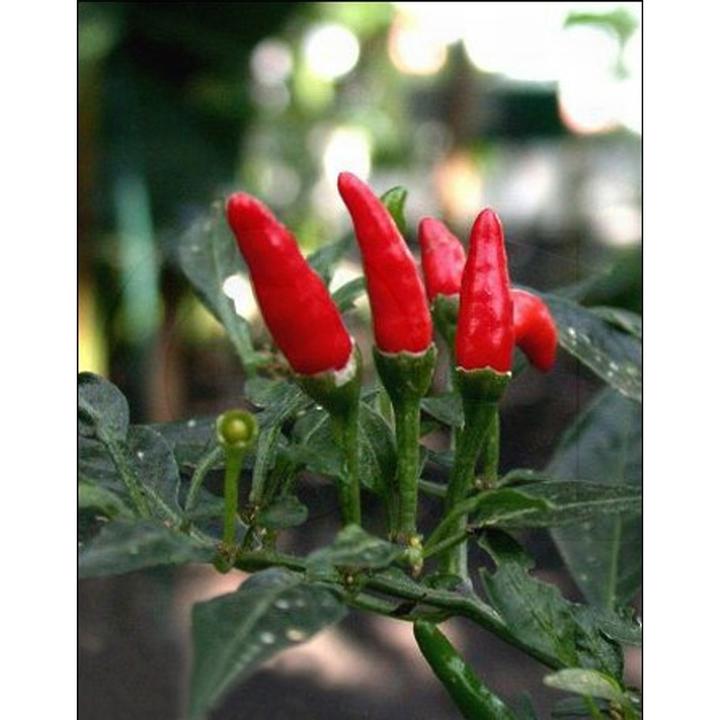 Produktbild Tropica Chillipepper (Capsicum Frutescens L. Red Finger) (Kräutersamen)