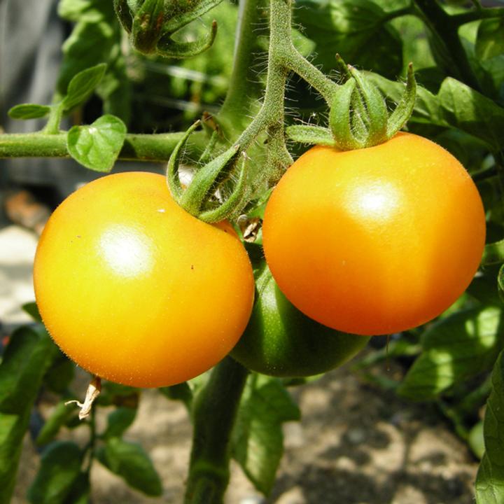 Image du produit Sativa Tomate Jaune de Thon (Graines de légumes)