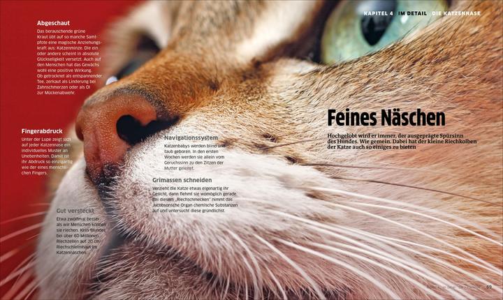 Produktbild Die grosse Katzenbibel (Deutsch, 2023)
