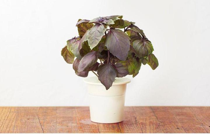 Image du produit Click and Grow Basilic rouge (Graines d'herbes aromatiques)