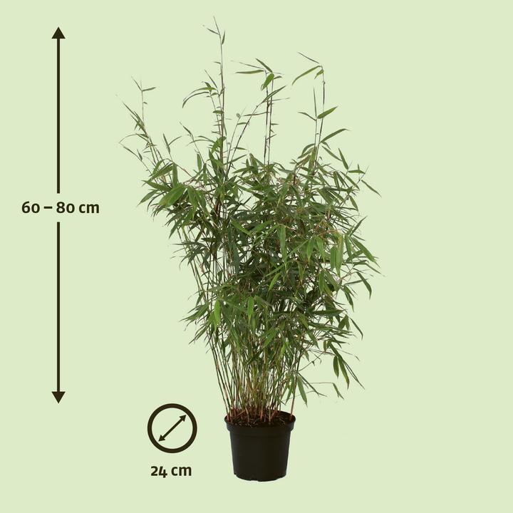 Immagine prodotto Zulauf Garten-Bambus / Fargesia robusta 'Pingwu' (60 cm)