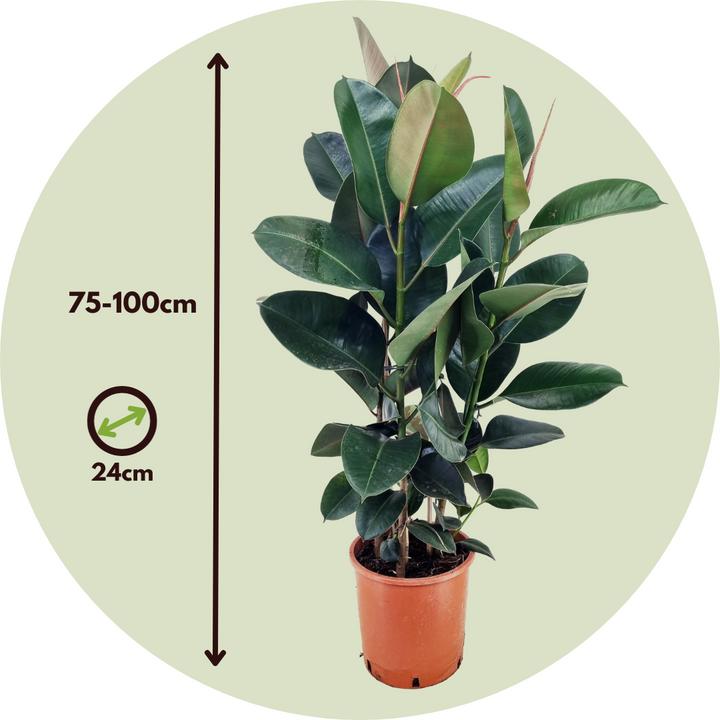 Actual product image Plant in a Box Ficus Elastica Robusta - Rubber Tree (100 cm)
