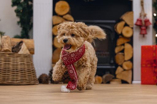 Image du produit Beeztees Peluche de Noël (Bandana pour chien)