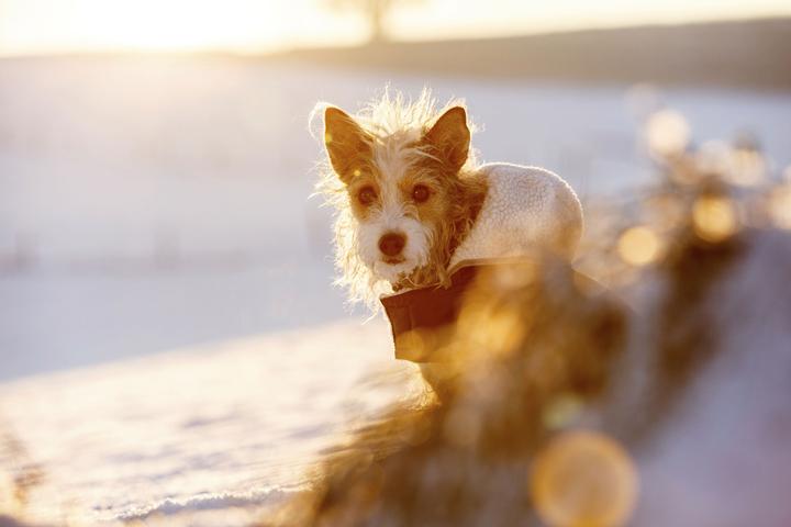 Produktbild Kerbl Teddy (27, Hundemantel)