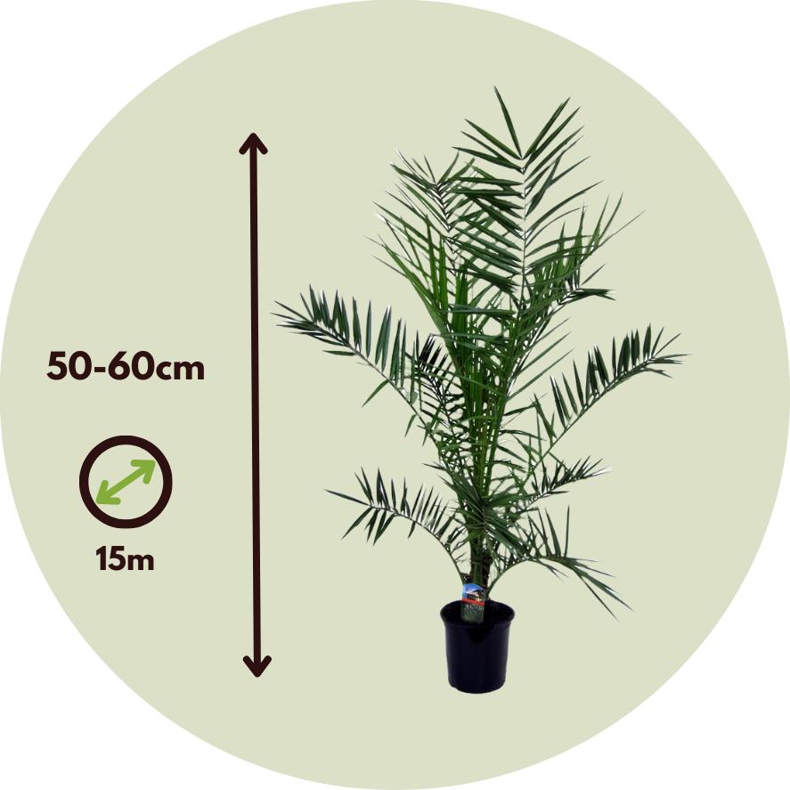 Thumbnail - Plant in a Box, Pflanzen, Phoenix canariensis - (50 cm)