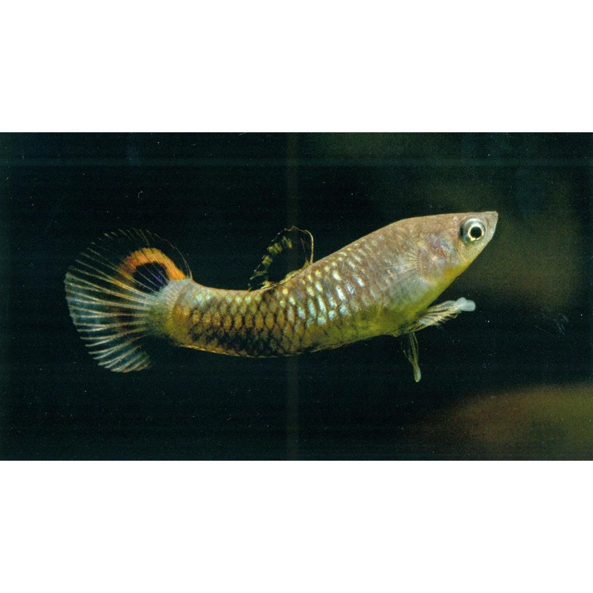 Thumbnail - Meyer:Lebendgebärende Zierfische, Sachbücher von Manfred K. Meyer