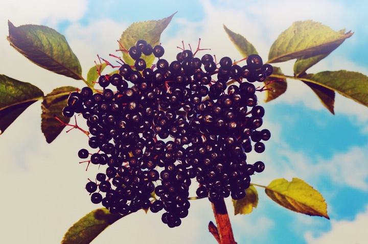 Immagine prodotto Zimmerli Adaptogene Bacche di aronia (BIO) (1 Pezzo/i, Polvere, 100 g)