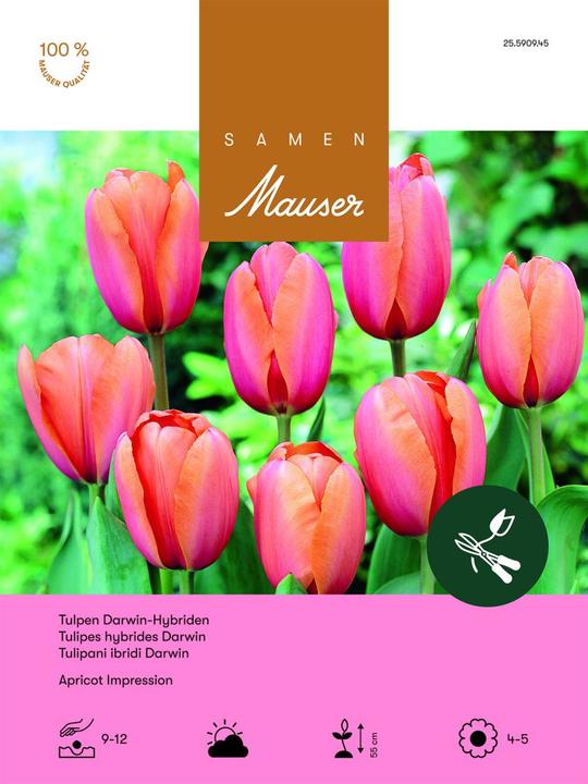 Produktbild Samen Mauser Tulpe Apricot Impression Aktion (Blumensamen)