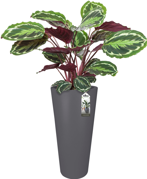 Actual product image Elho Pure Straight Round High (49.50 cm)