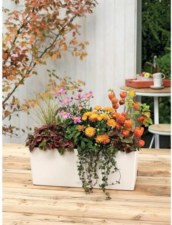 Productafbeelding Lechuza Balconera Kleur (50 x 19 x 19 cm)
