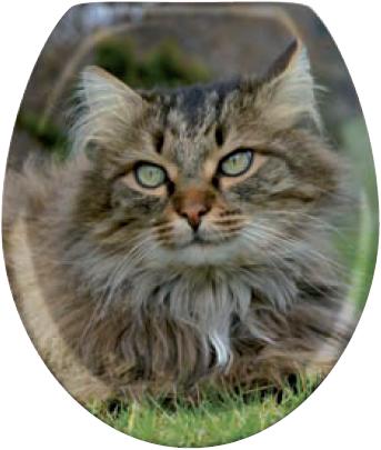 Produktbild Diaqua Quantum Wuschel