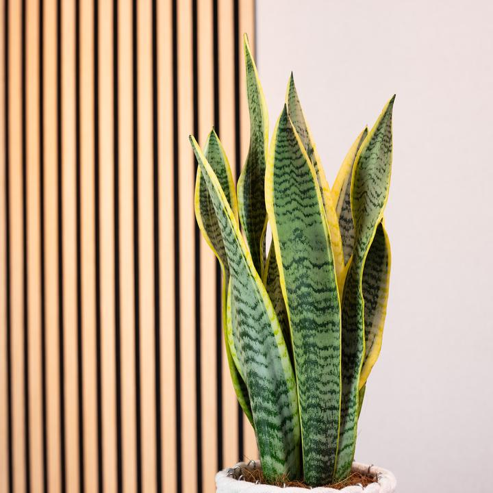 Produktbild Flowerbox Bogenhanf - Sansevieria trifasciata Laurentii (45 cm)
