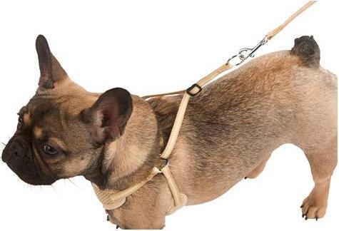Image du produit Kerbl Harnais pour chiots (Chien, Général)
