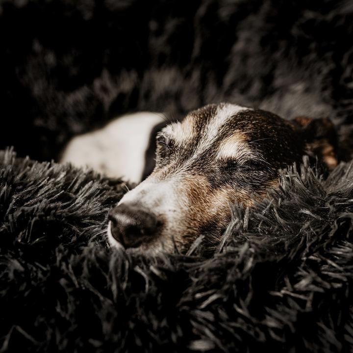 Produktbild District 70 Fuzz (Hund)