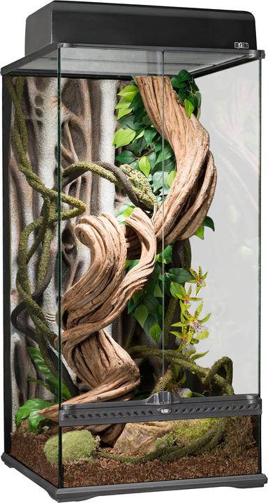 Exo Terra Forêt tropicale