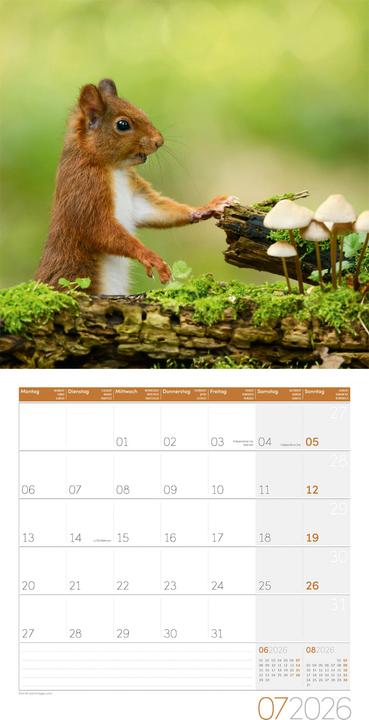 Actual product image Eichhörnchen Kalender 2026 - 30x30