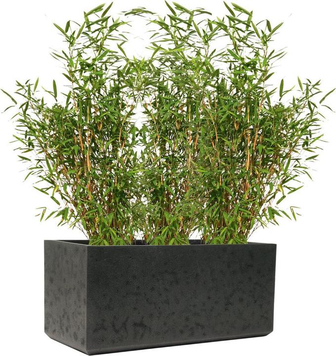 Actual product image Kirschke Rockline (37 cm)